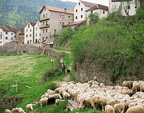 Pyrrenean village scene with sheep, Anco, Aragon, Spain