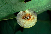 Cherry Gall cut away to show Gall wasp larva (Cynips quercusfolii) inside. On oak tree leaf.
