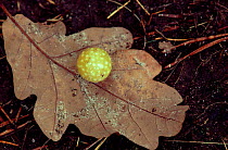 Cherry Gall on Oak leaf caused by gall wasp, Cynips quercusfolii, Scotland