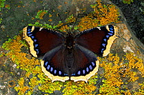 Camberwell Beauty Butterfly (Nymphalis antiopa) Germany