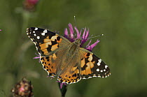 Painted Lady butterfly (Vanessa cardui) on flower head, Germany