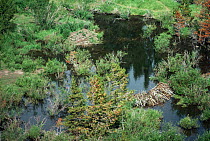 Beaver (Castor canadensis) lodge, dam and pond, USA