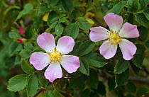 Dog Rose (Rosa canina) in flower. Scotland