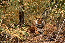Bengal tiger in undergrowth (Panthera tigris) Bandhavgarh NP, Madhya Pradesh, India