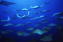 Large shoal of Golden cownosed rays (Rhinoptera steindachneri) swimming, Galapagos
