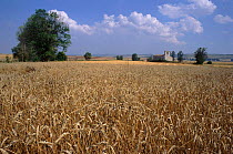 Field of ripe Wheat, Spain