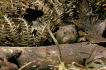 Field vole {Microtus agrestis} in dry bracken. C England, UK