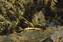 Wood mouse (Apodemus sylvaticus) in bracken. UK, Europe