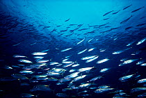 Pacific Mackerel schooling (Scomber japonicus) California