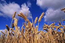 Ripe Winter Wheat (Triticum aestivum) against blue sky, Scotland