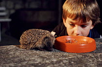Hedgehog eats out of dog bowl while child watches. England