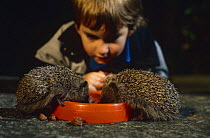 Two Hedgehogs {Erinaceus europaeus} eating out of dog bowl with  child watching, England.