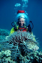 Presenter Martha Holmes in bubble helmet with Crown of Thorns starfish (Acanthaster planci) Australia. Filming for BBC NHU  series Seatrek 1991