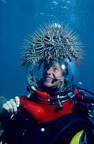Martha Holmes with Crown of Thorns starfish (Acanthaster planci) on helmet. Australia.  Filming for BBC NHU  series Seatrek 1991