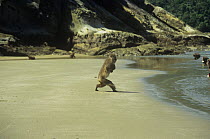 Japanese macaque {Macaca fuscata} running to sea to clean sweet potato before eating it, Koshima Island, Japan.