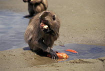 Japanese Macaque {Macaca fuscata} washing sweet potato in water. Koshima Island, Japan
