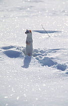 Stoat / Ermine in winter coat (Mustela erminea) Grand Teton NP Wyoming, USA