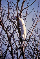 Stoat / Ermine in winter coat climbing tree (Mustela erminea) USA.