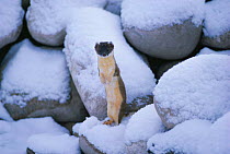 Stoat /Ermine in snow but in summer coat (Mustela erminea)