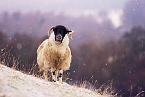 Domestic Black Faced / Blackface Sheep in snow. Scotland