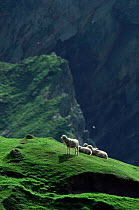 Domestic Sheep on steep cliffs (Ovis aries) Shetland, Scotland