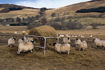 Domestic Black faced / Blackface Sheep feeding on hay, Glen Quich (Ovis aries) winter, Scotland