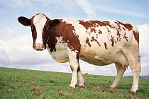 Domestic cow - Ayrshire breed, Scotland
