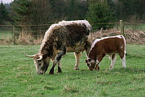 Domestic Short Horn cow and calf (Bos taurus) Scotland. Shorthorn