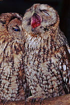 Tawny Owl pair on branch, Spain