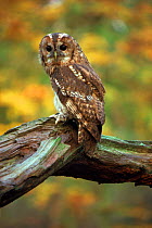 Tawny Owl, England