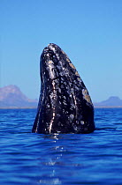 Grey whale 'spy hopping'. Baja California, Mexico
