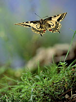 Swallowtail butterfly in flight, Germany.