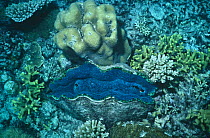 Giant Clam on coral reef (Tridacna sp) Great Barrier Reef, Australia