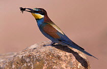 European Bee Eater {Merops apiaster} rubbing bee on rock to express venom and/or remove sting, before eating it. Spain