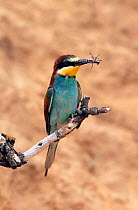 European Bee Eater (Merops apiaster) with insect on perch. Spain