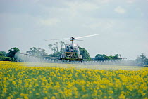 Helicopter spraying pesticide on oil seed rape. England Humberside