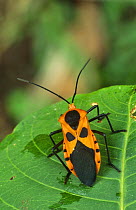 Leaf footed bug (Coreidae) Amazon basin, Ecuador
