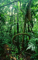 Liana and ant nest hanging down from tree, interior view of tropical rain forest, Ecuador, South America