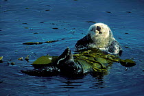 Sea Otter resting in kelp. (Enhydra lutris) California.