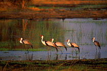 Wattled Cranes in shallows, Okavango Delta, Botswana
