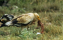 Egyptian vulture (Neophron percnopterus) feeding on carrion, Spain