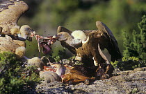 Griffon vultures (Gyps fulvus) pulling carcass to pieces, Spain