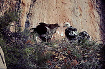 Bonelli's eagle and chick at nest, Spain