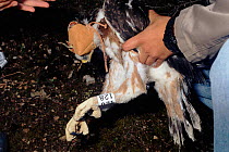 Bonelli's eagle being ringed for research purposes, Spain