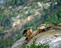 Griffon vultures feeding at carcass (Gyps fulvus) Spain