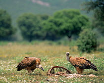 Griffon vultures at carcass (Gyps fulvus) Spain