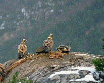 Griffon vultures (Gups fulvus) at carcass in snow. Spain