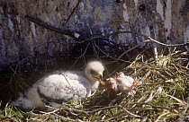Bonelli's eagle (Hieraaetus fasciatus) chick feeding in nest,  Spain