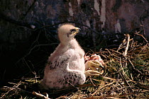 Bonelli's eagle chick with food in nest, Spain