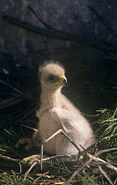 Bonelli's eagle (Hieraaetus fasciatus) chick at nest, looking out for returning adult, Spain